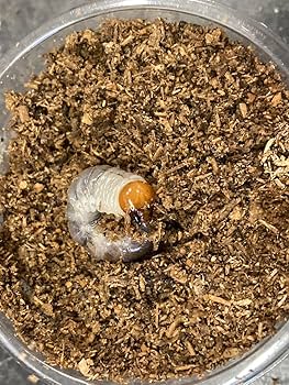 カイコ(幼虫)とオオクワガタプロモセット カイコ(幼虫)とオオクワガタプロモセット カイコ(幼虫)と