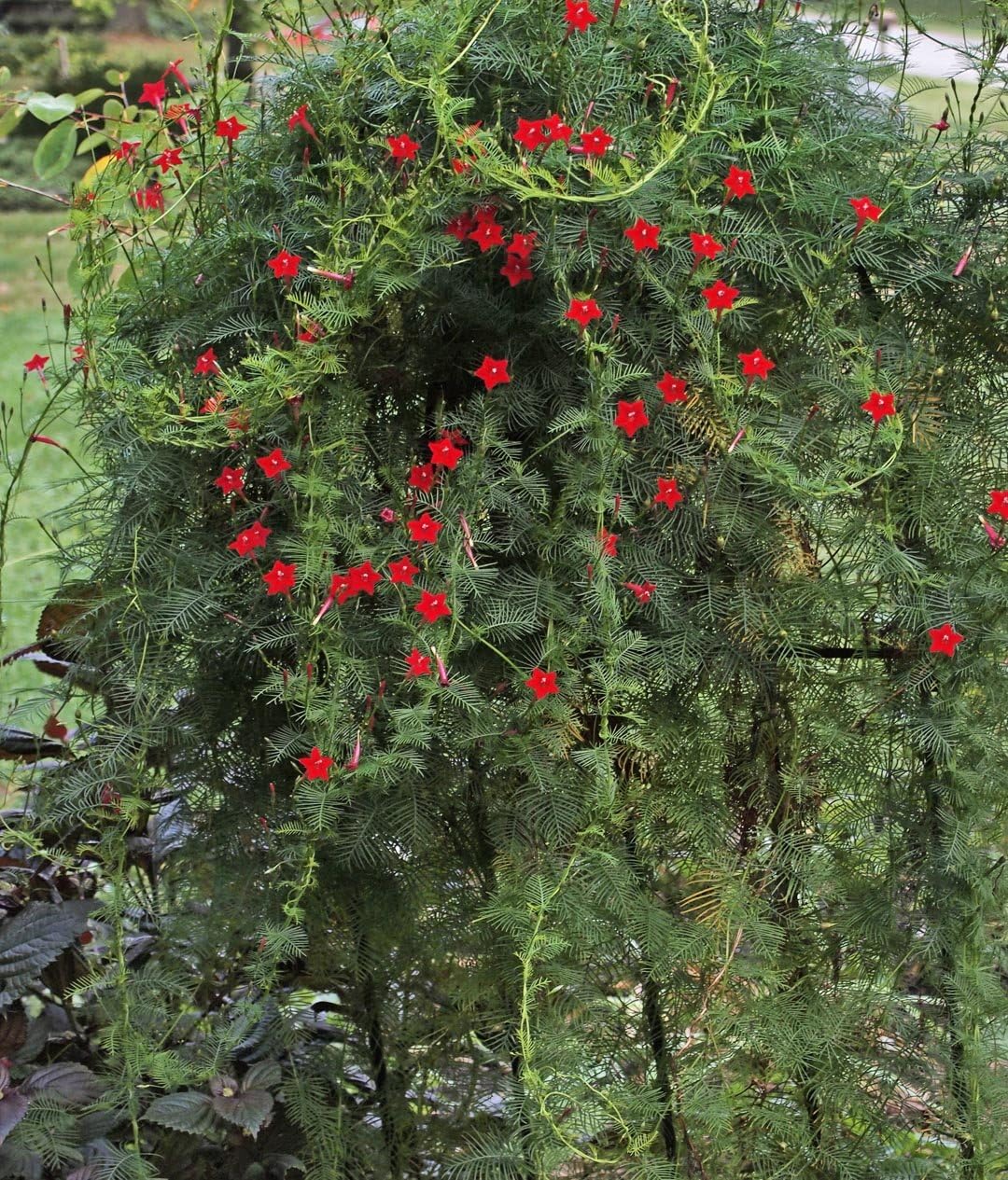 Ipomea Quamoclit Cardinal Climber Seeds – 100 Heirloom Open-Pollinated Vines