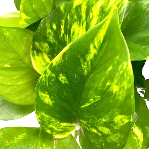 Miniatura 7 de BubbleBlooms Pothos dorados, Pothos abigarrados de 6 pulgadas, Epipremnum aureum, Hiedra del Diablo