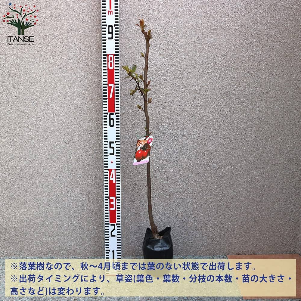 ◎紅葉すもも 楽天市場】【ふるさと納税】大苗◇紅葉スモモ(ベニバスモモ)[地