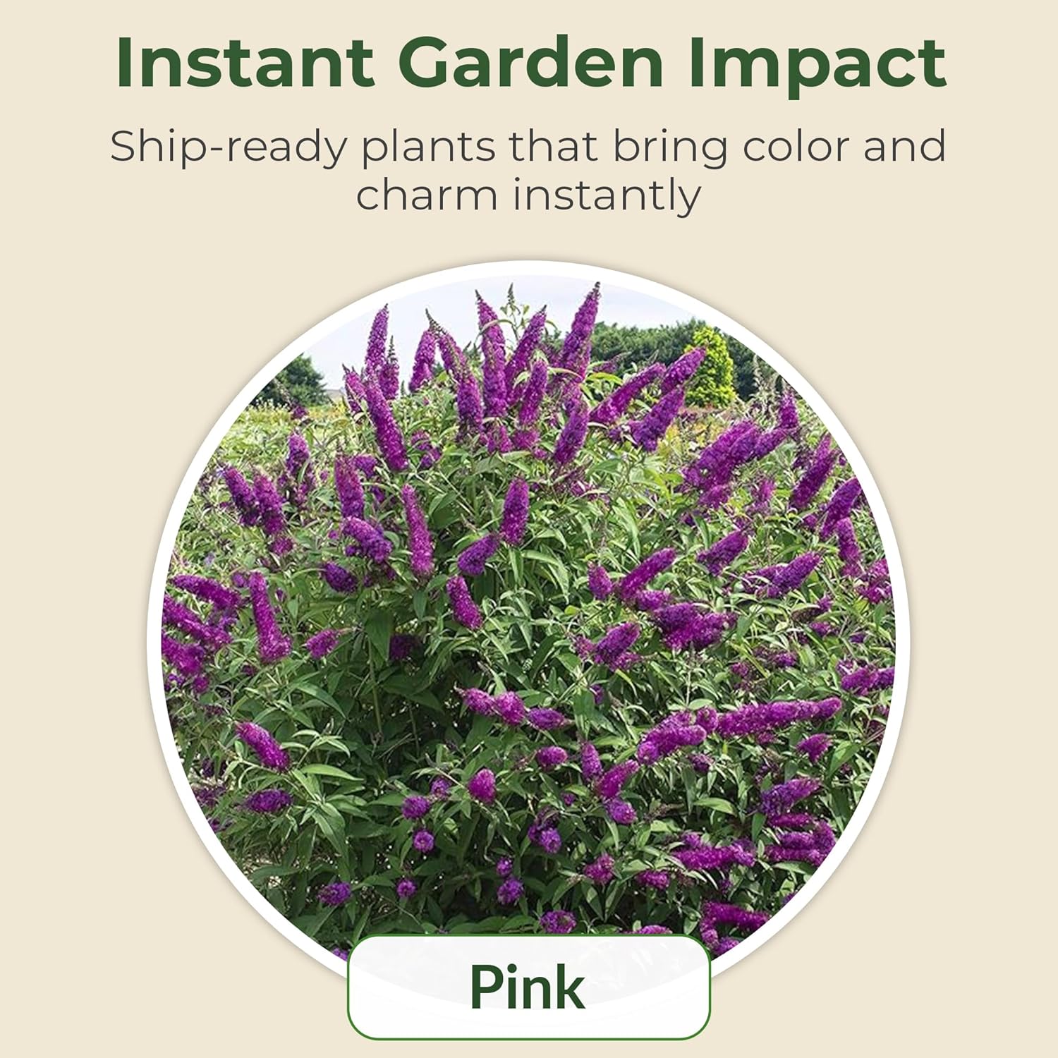 Buddleia Royal Razz Butterfly Bush in 3.25" Grower Container - Grows Upto 5-6' x 5' - Drought Tolerant Flowering Shrubs to Attract Pollinators (3 Piece)