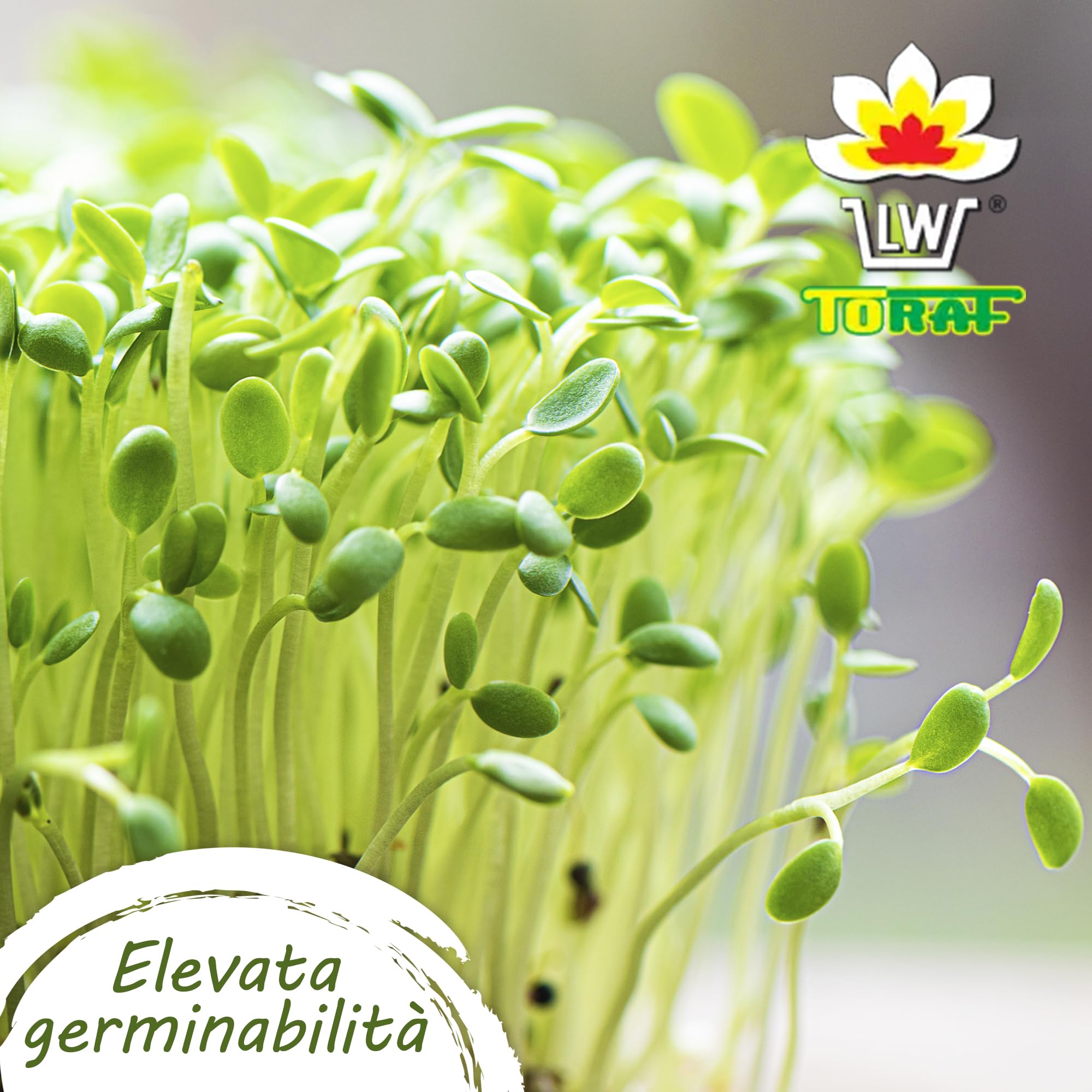 TORAF Set di semi di ortaggi biologici,5x 11pack per cucina, balcone e giardino, barbabietola, zucchina, fagioli, cipolla, carota, cetriolo, paprika, prezzemolo, aneto, prezzemolo, aneto