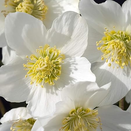 Outsidepride Helleborus Niger Christmas Rose Garden Cut Flower Seeds - 100 Seeds