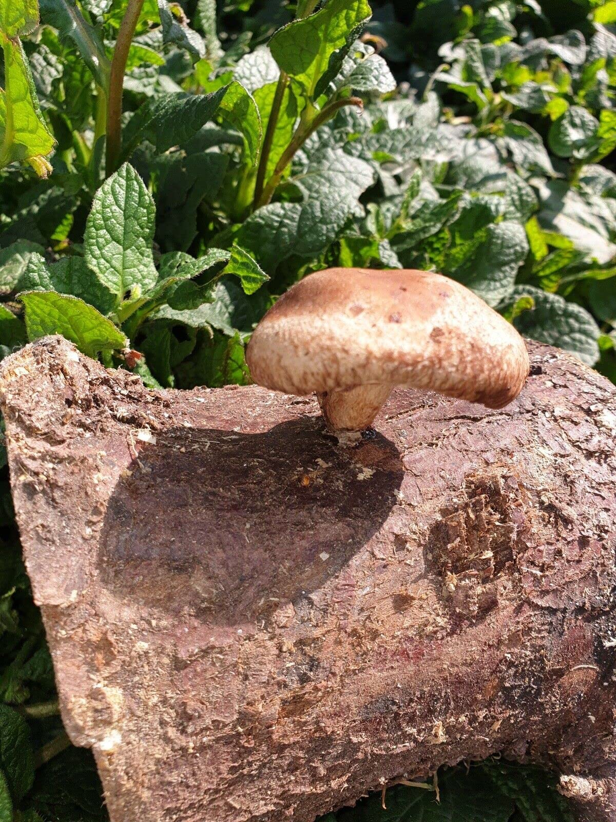 Mushroom dowels Shiitake Growing Plugs/Spawn for Logs (Lentinula edodes) X100