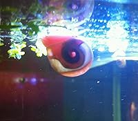Vista 3 de ¡Más de 9 caracoles Ramshorn vivos para acuario o estanque, limpieza de algas! ¡Envío diario!