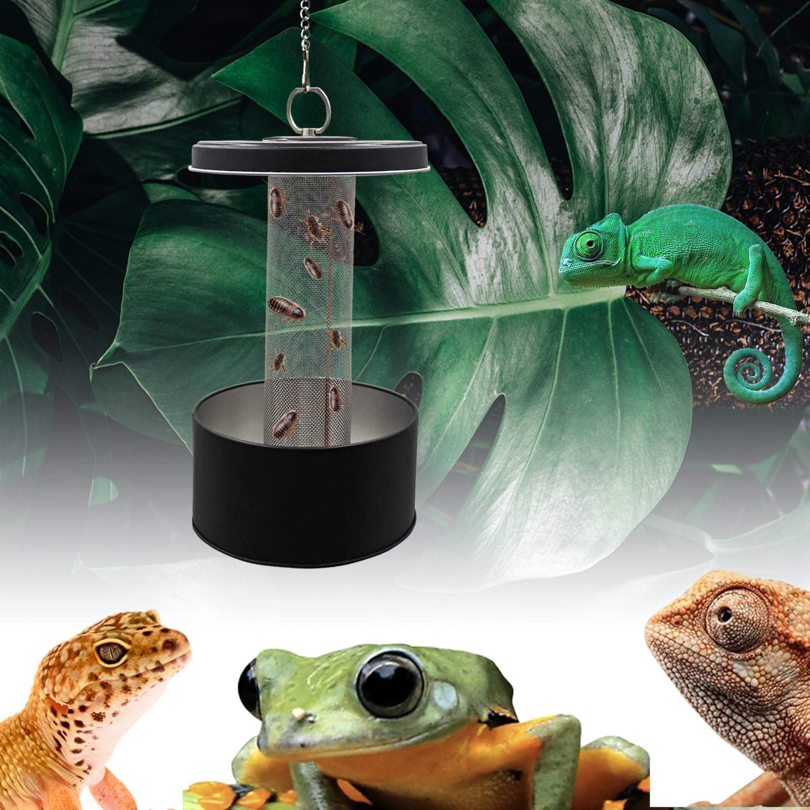 Ciotola per cibo camaleonte, mangiatoia per lucertole, tazza per cibo per rettili, accessori per gabbia camaleonte, scarafaggi Dubia, vermi della farina, supervermi, organizer con colonna per