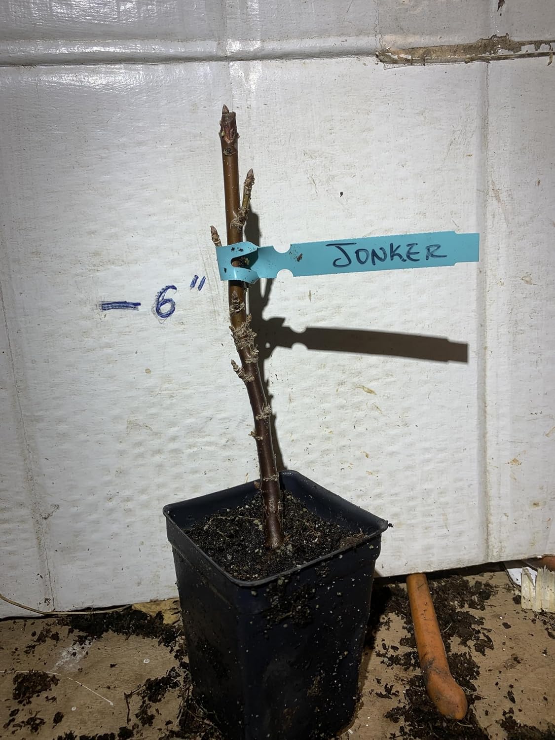4-8" Tall Jonkheer Van Tets Red Currant, 1 Rooted Plant, 1 Year Old