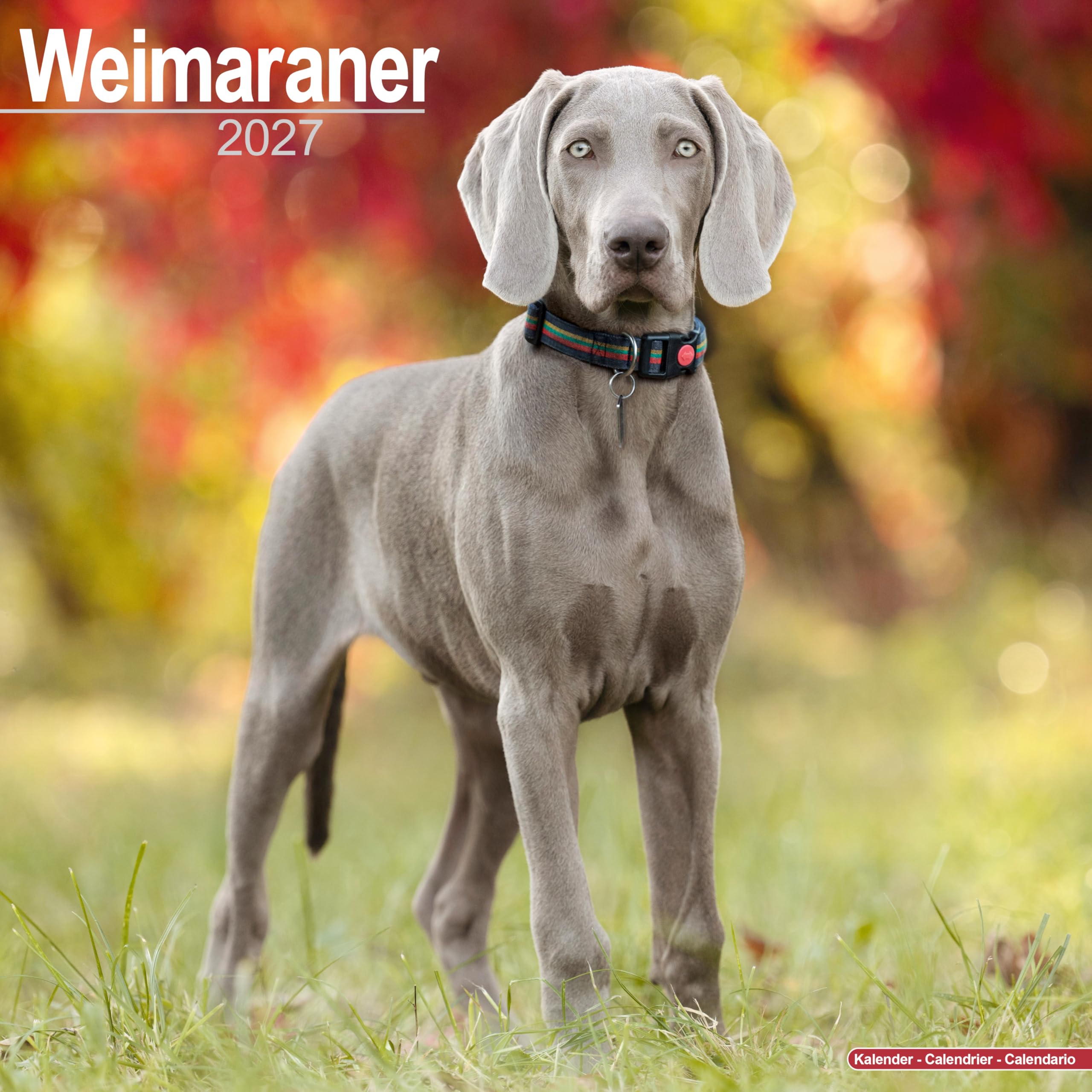 Weimaraner Calendar 2027, Wall Calendars, Month To View, Dogs, Gift