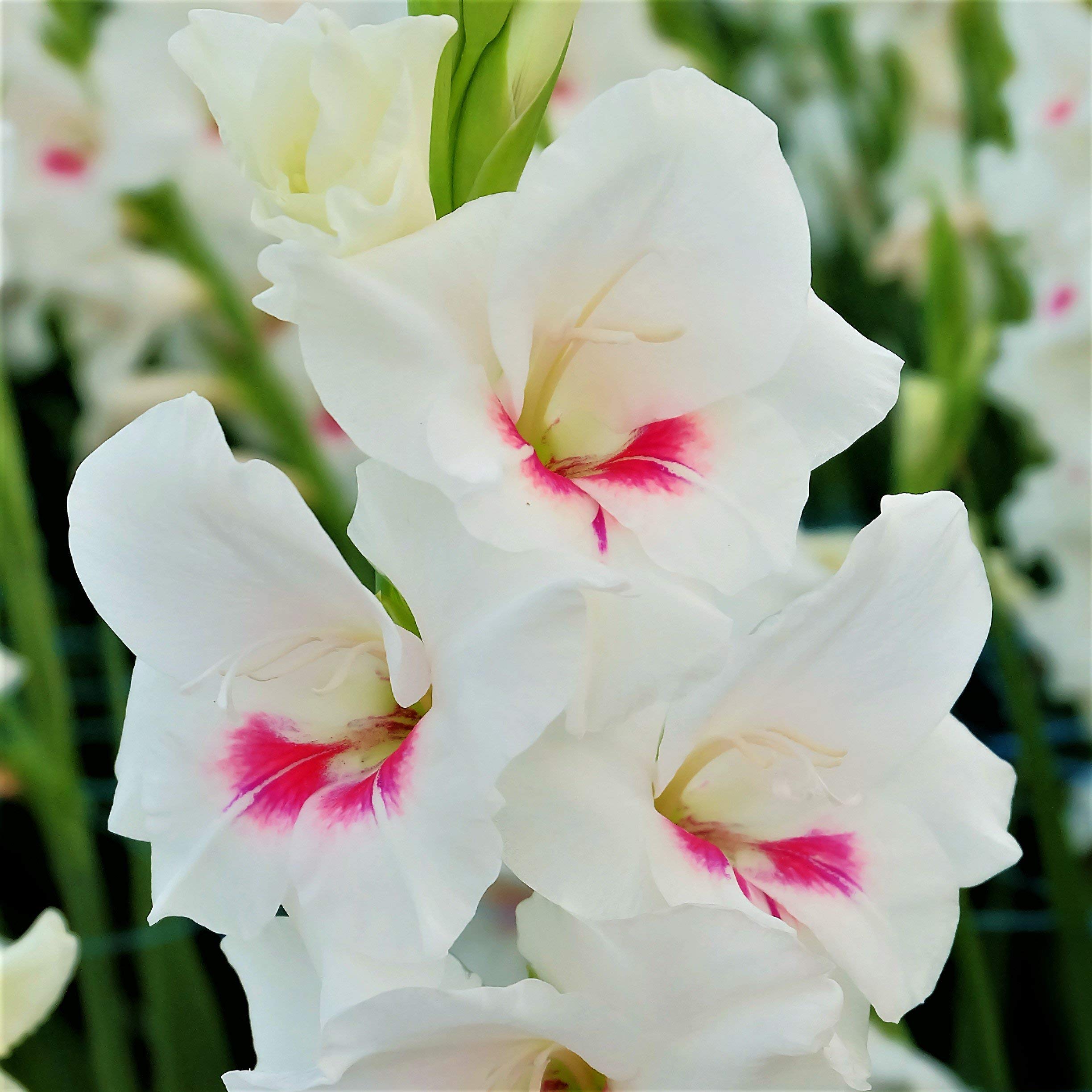 Radha Krishna Agriculture Gladiolus White Color Flowers for Your Beautiful Garden - Pack of 5 Bulbs (B08B4X5NTY) Amazon Price History, Amazon Price Tracker