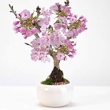Amazon | 盆栽妙 桜盆栽白玉鉢 4号 桜 さくら サクラ 花