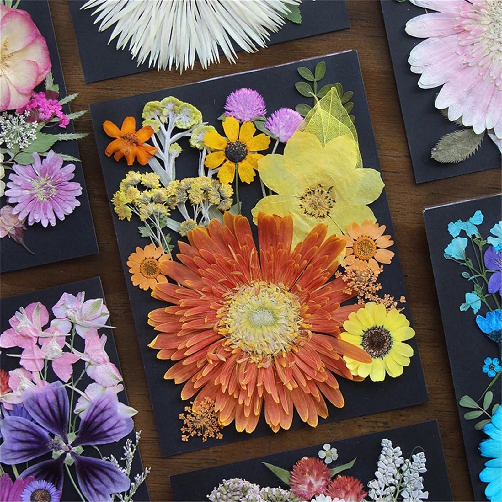 Flores Secas Prensadas Gran Flor Seca for Bricolaje