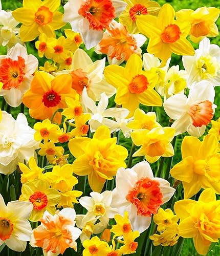 Bulbo completo de flores de primavera para jardín, narciso, varios colores, narciso, blanco, paquete de 10, bulbos de flores grandes de 4.7 in para