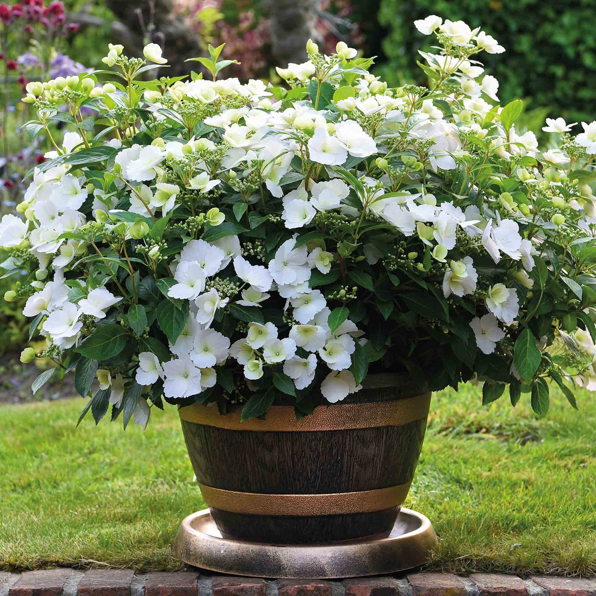 Hydrangea4937　0202 HYDRANGEA CLASSIC RODEO GREY 60cm | Wholesale Dutch Flowers
