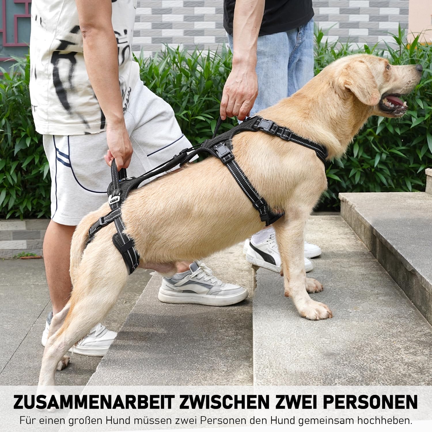 COODEO Tragehilfe Hund Hinterbeine, Hunde Hebegeschirr mit Schultergurt, Hundelift Gehhilfe für alte Hunde, Reha-Geschirr bei Arthritis, Gelenkverletzung, OP & Treppenhilfe (Schwarz, M)