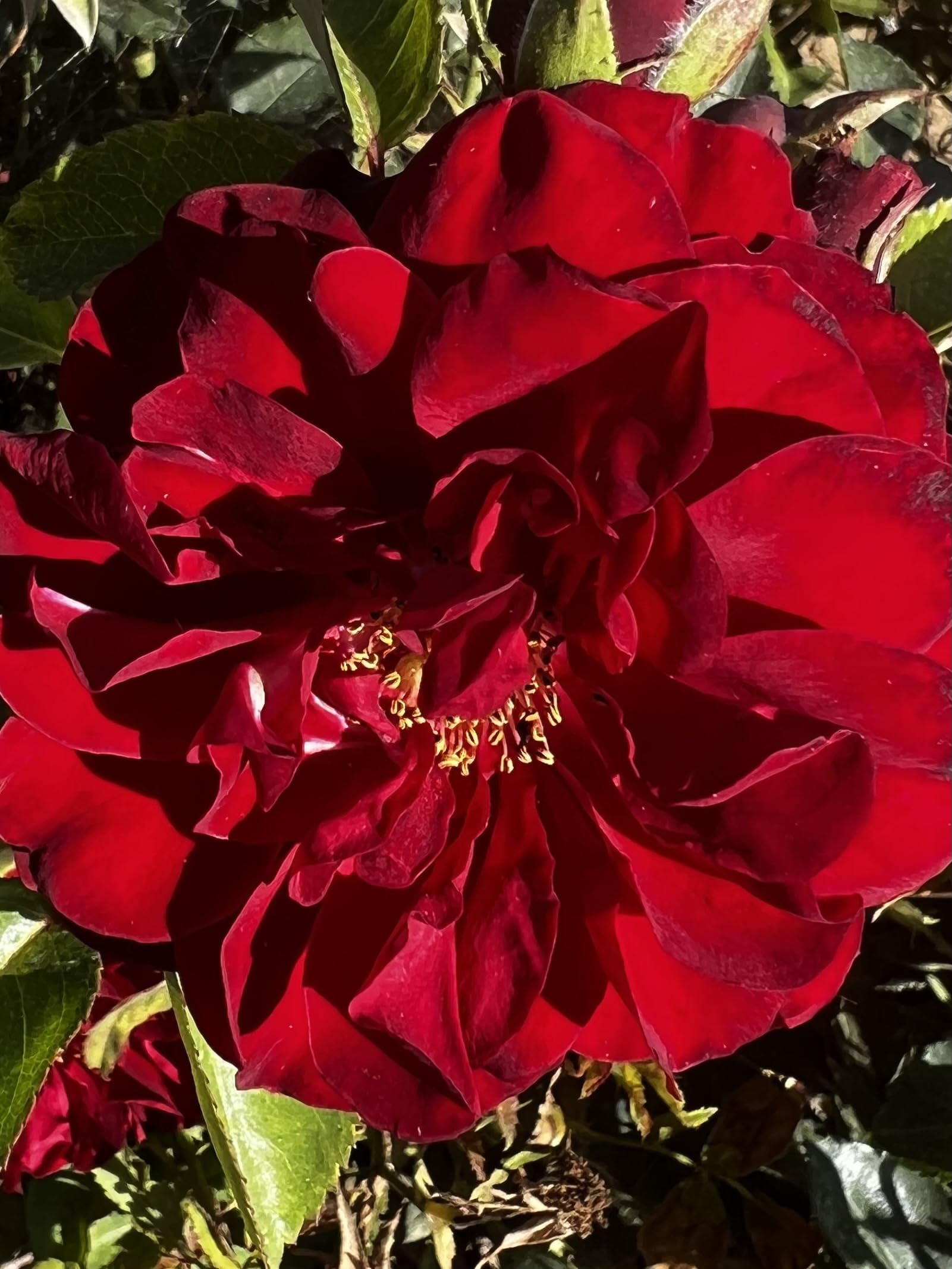 Katie's Rose' – 4L Potted Rose - Red Blooms – Lovely Gift Idea