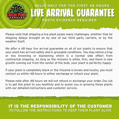 Miniatura 6 de Venus - Trampa para moscas  Cultivar Dutch Delight  Planta Carnívora Dionaea Muscipula  Planta de trampa para moscas Venus  The Killer Plant Company