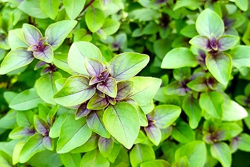 Silvester de menta verde púrpura con sabor a manzana, más de 500 semillas para plantar sin OMG