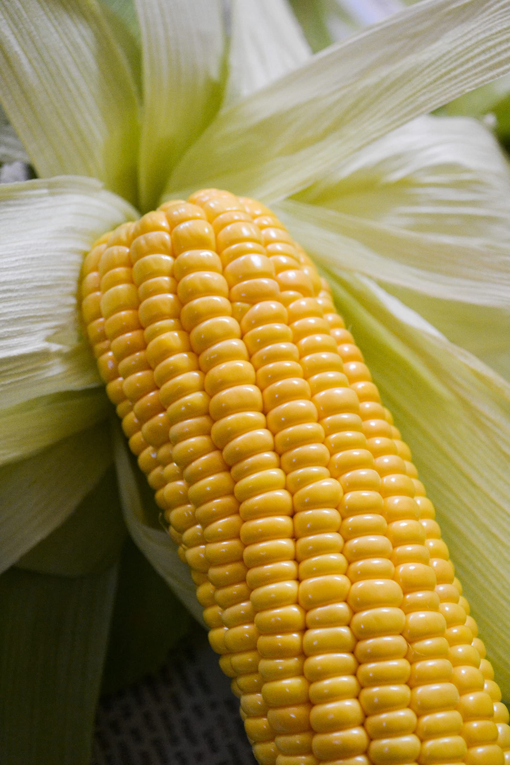 Sweet Corn Plug Plants Grow Your Own Vegetables 'Ready to Plant Now' Young Vegetable Plants Seedlings (3 Plugs)
