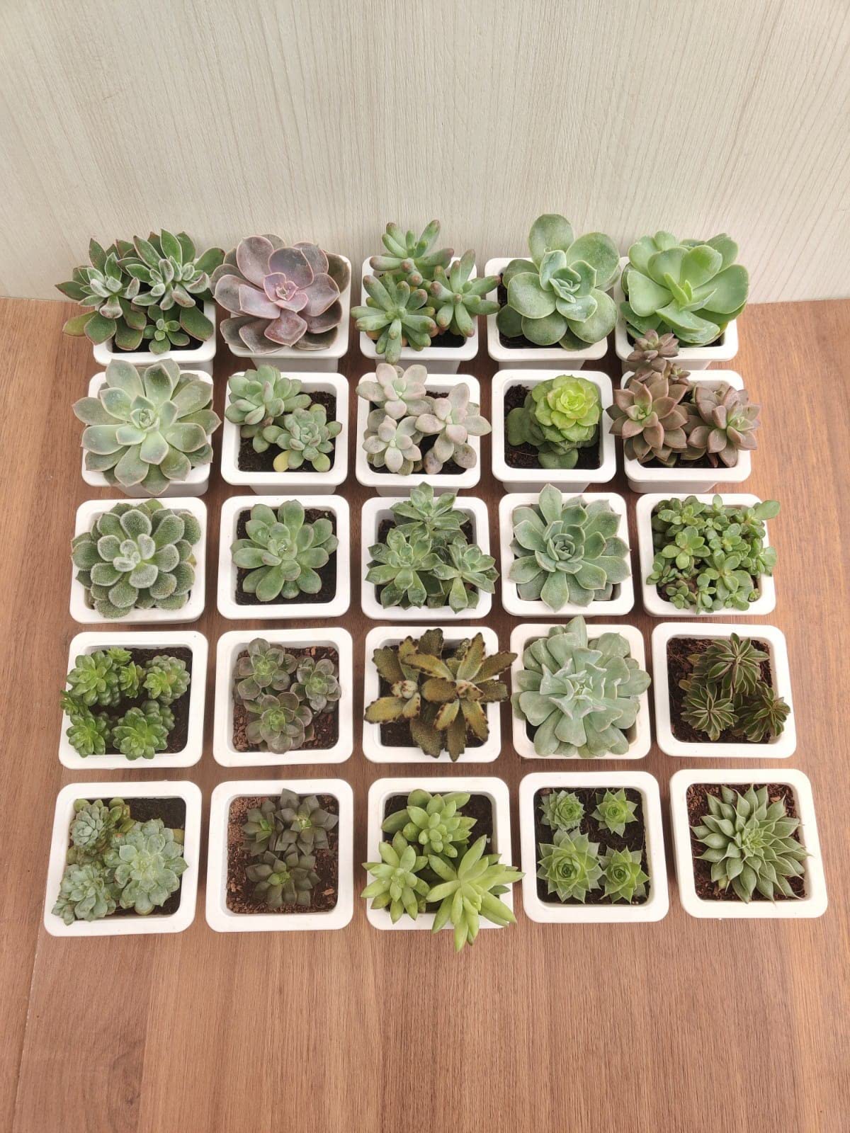 CAPPL Live Assorted Indoor Succulent Tray 25 Any Succulent Plants with Plastic Pots-picture-33