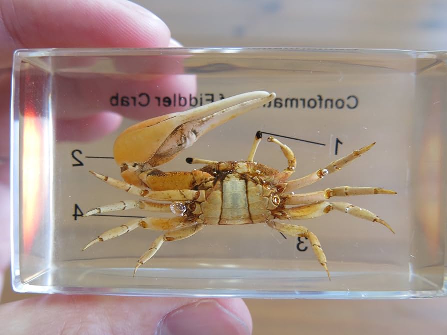 蟹の標本 71kednZNOeL._AC_SY200_QL15_.jpg