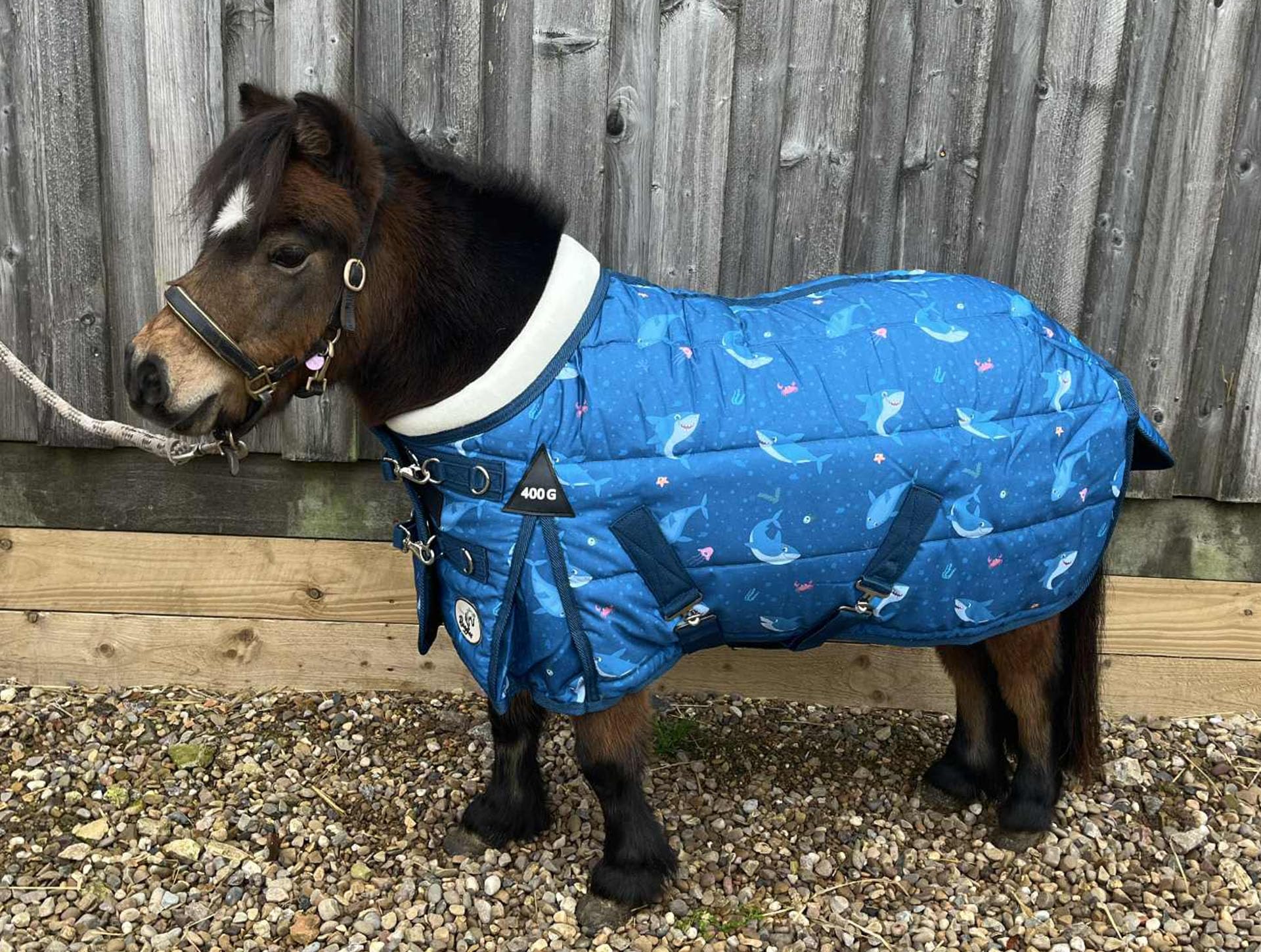 Ruggles 400g Heavyweight Stable Rug For Shetland Section A Donkey Miniature Horse | Smart Warm Rug for Colder Months (Blue Shark Print, 3' 6")