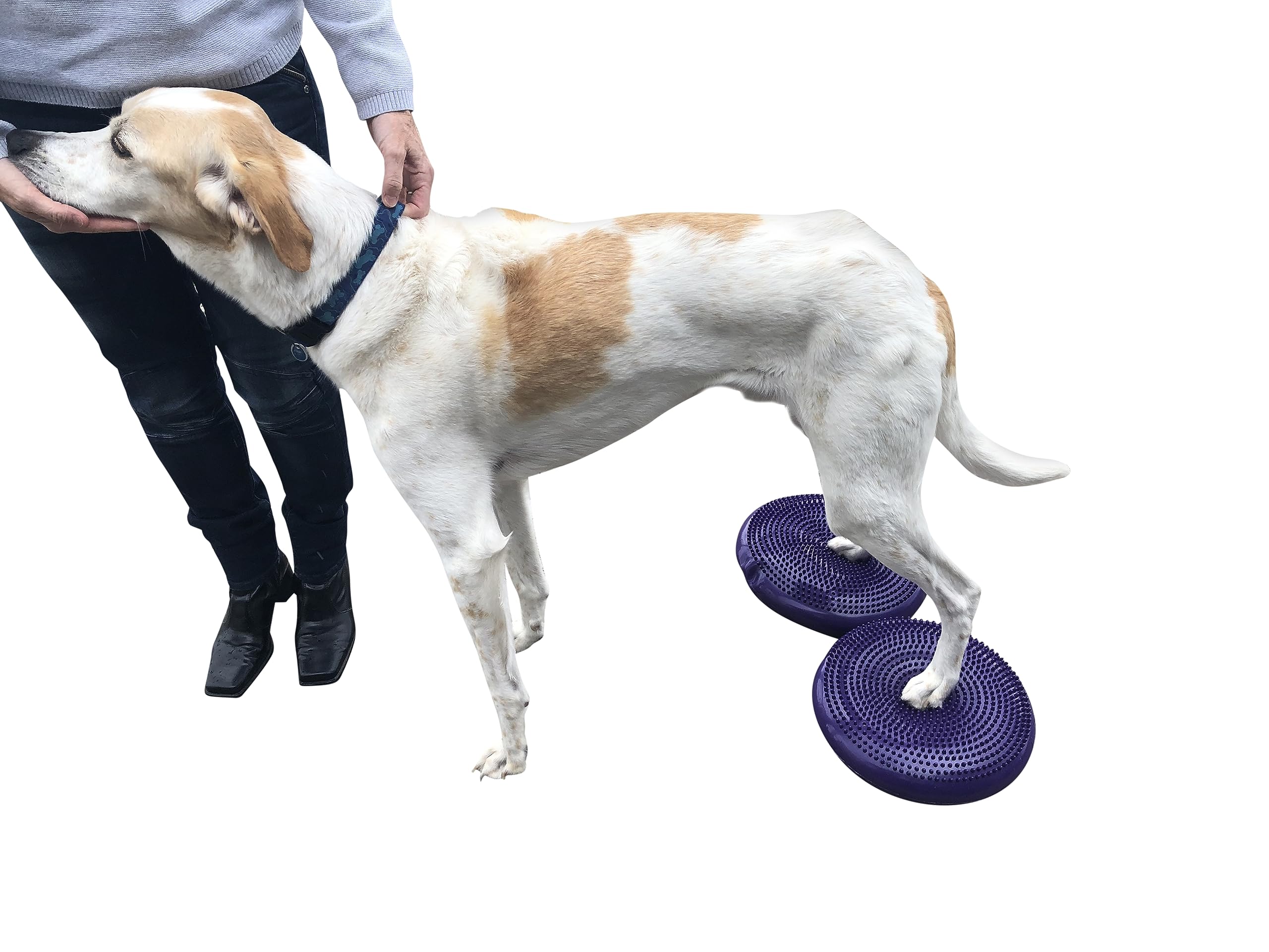 Amazon.co.jp: DEZAL(デザル) 犬用バランスディスククッション