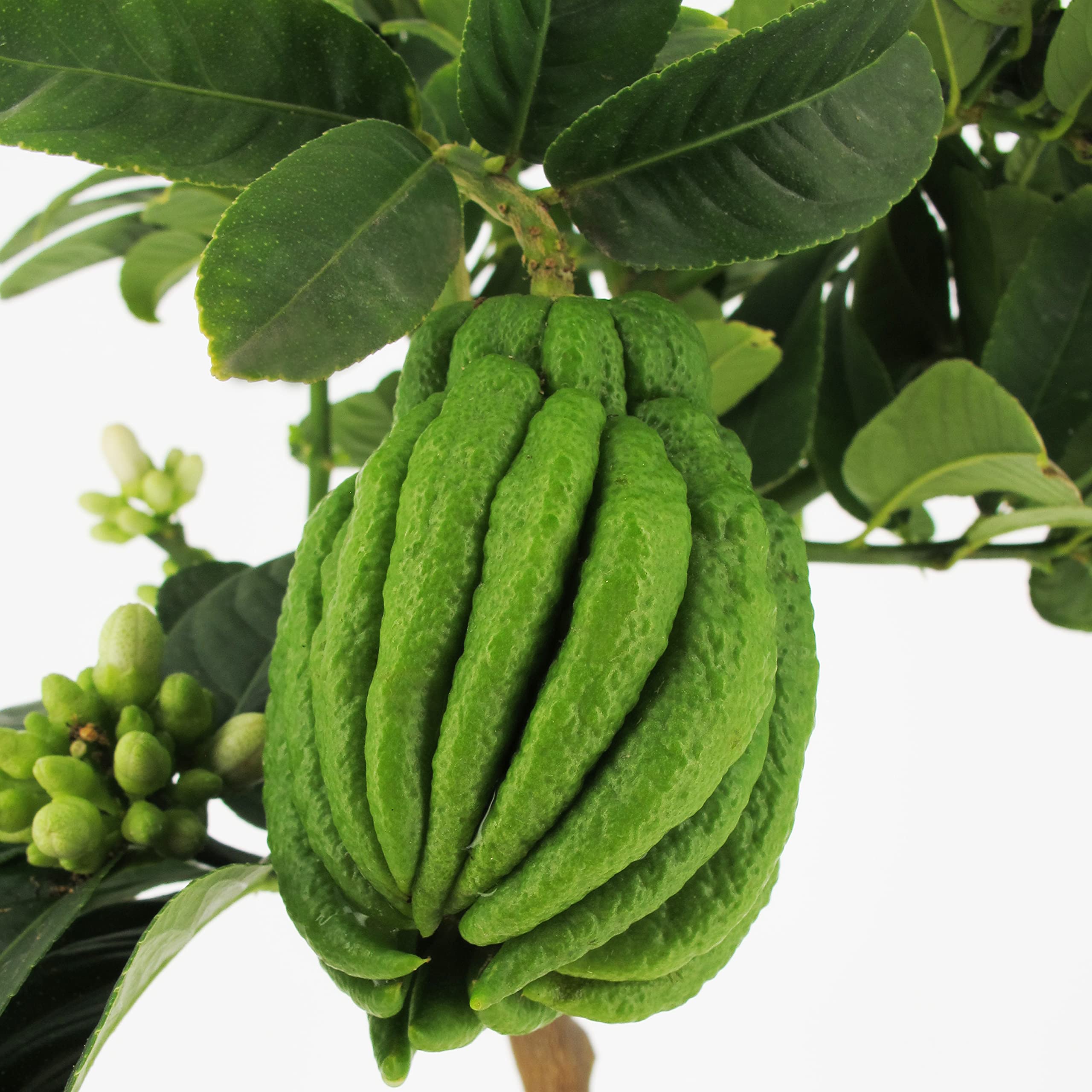 KENTIS - Mano de Buda de Cítricos - Plantas de Cítricos Auténticos - Árboles Frutales de Jardín - Plantas Frutales de Exterior - H 70-80 cm Maceta Ø 20 cm