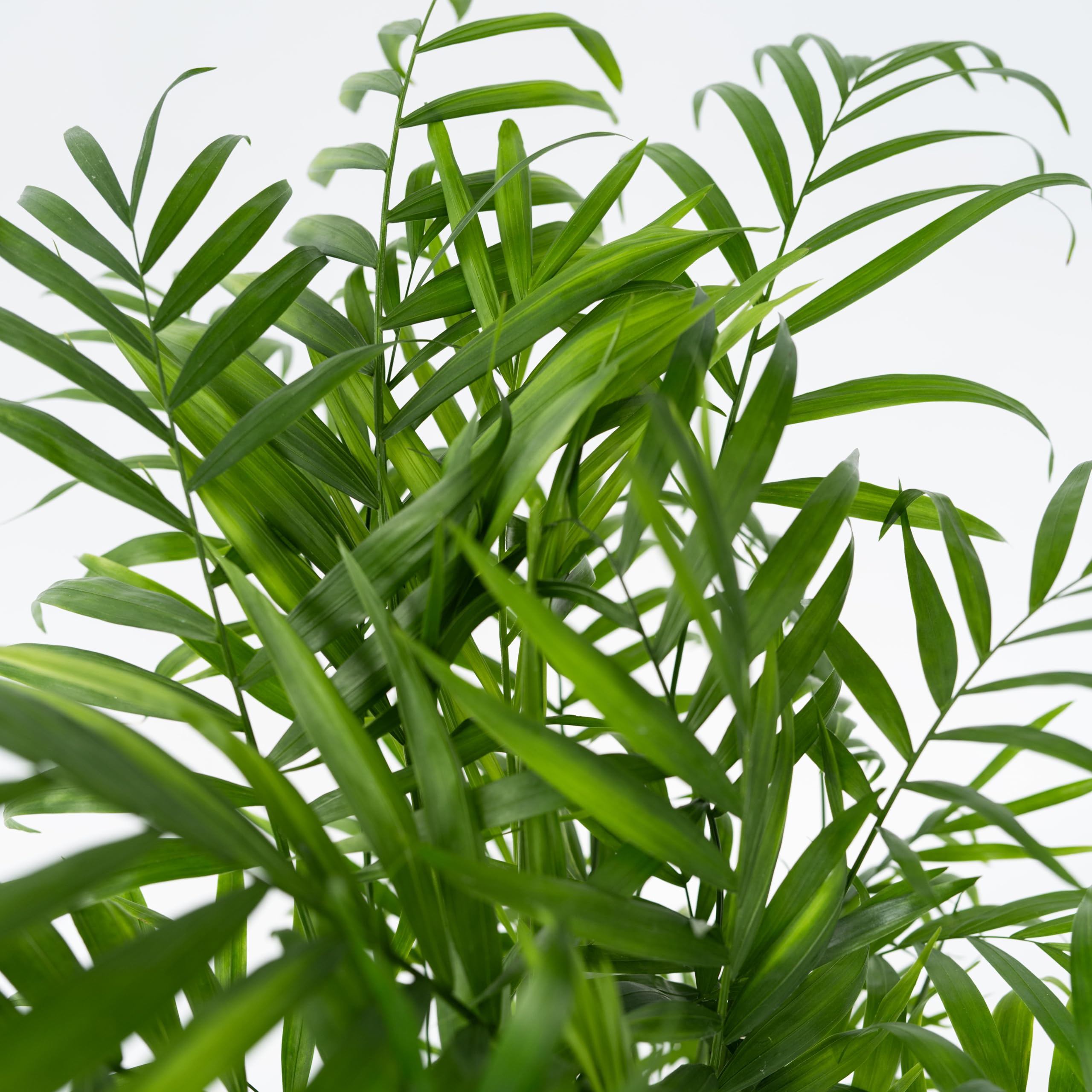 Plant in a Box - Chamaedorea elegans - Palma de montaña - Planta de interior real - Maceta de 20cm - Altura de 80-90cm