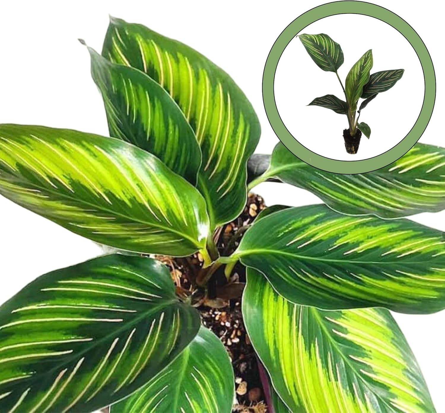 Calathea Beauty Star Starter Plant