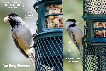 Valley Farms Whole Peanut Kernels (4 LB) Wild Bird Food for Outside Feeders, Peanuts for Birds, Chickadee Bird Seed for Outside Feeders, No Mess Bird Seed