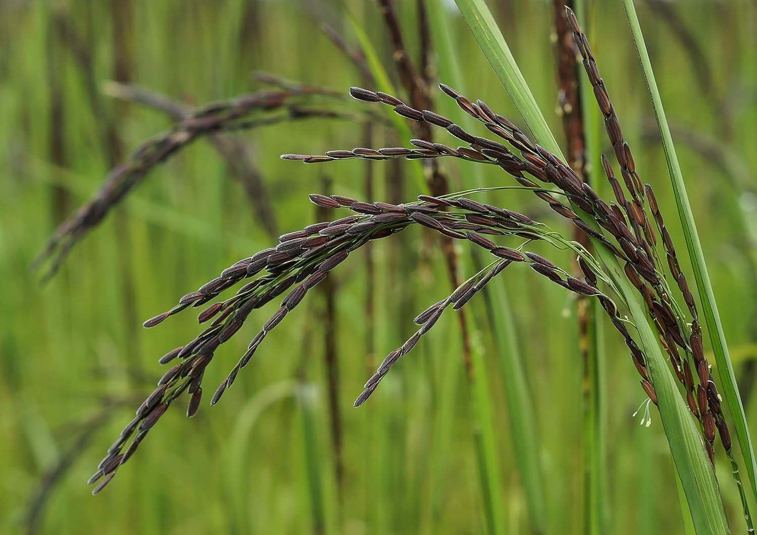 Food to Live Black Rice, 6 Pounds Whole Grain Rice, Medium-Grain Rice, Kosher, Vegan, Bulk. Nutty, and Sweet Flavor. Rich in Antioxidants and Dietary Fiber. Great for Stir-Fries, Salads, and Pudding