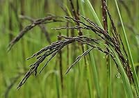 Vista 7 de Food to Live Arroz negro, 1.5 libras de grano entero, arroz de grano medio, kosher, vegano. Sabor a nuez y dulce. Rico en antioxidantes y fibra