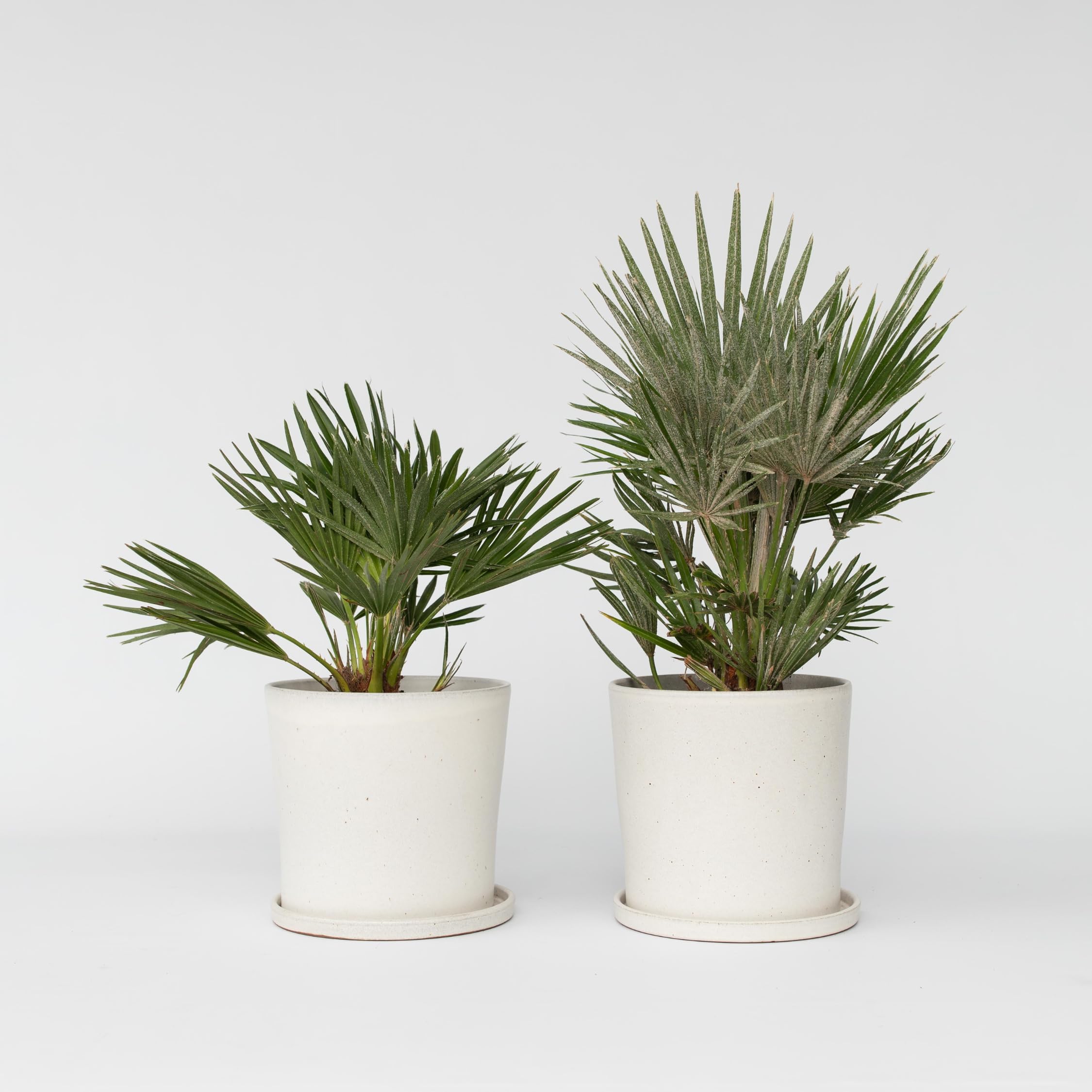 Plant in a Box - Chamaerops 'Vulcano' - 2er Set - Mediterrane Zwergpalme - Winterhart - Topf 19cm - Höhe 35-45cm - Kompakte palme