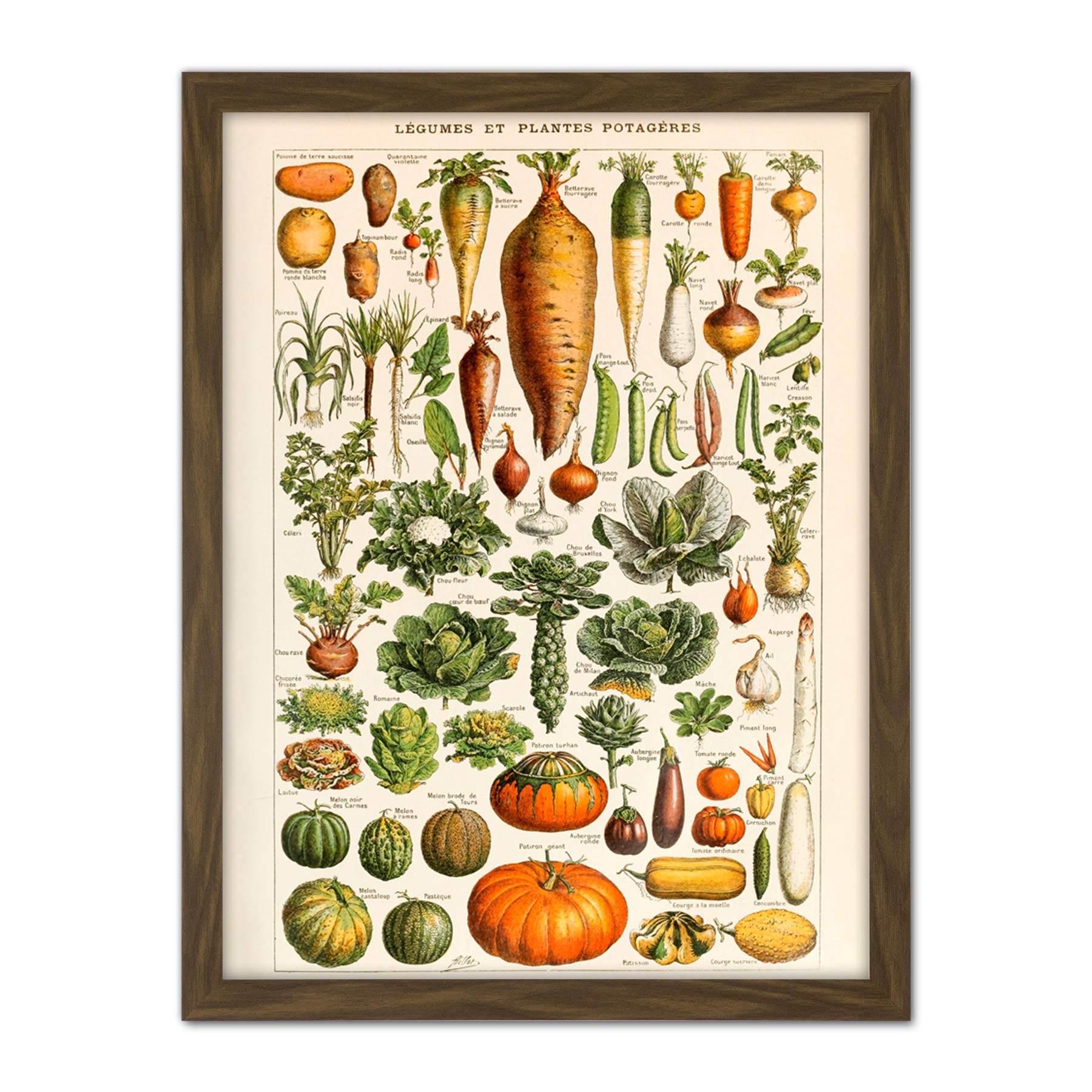 Artery8 Vegetables Legumes Millot Encyclopedia Page Artwork Framed Wall Art Print 18X24 Inch