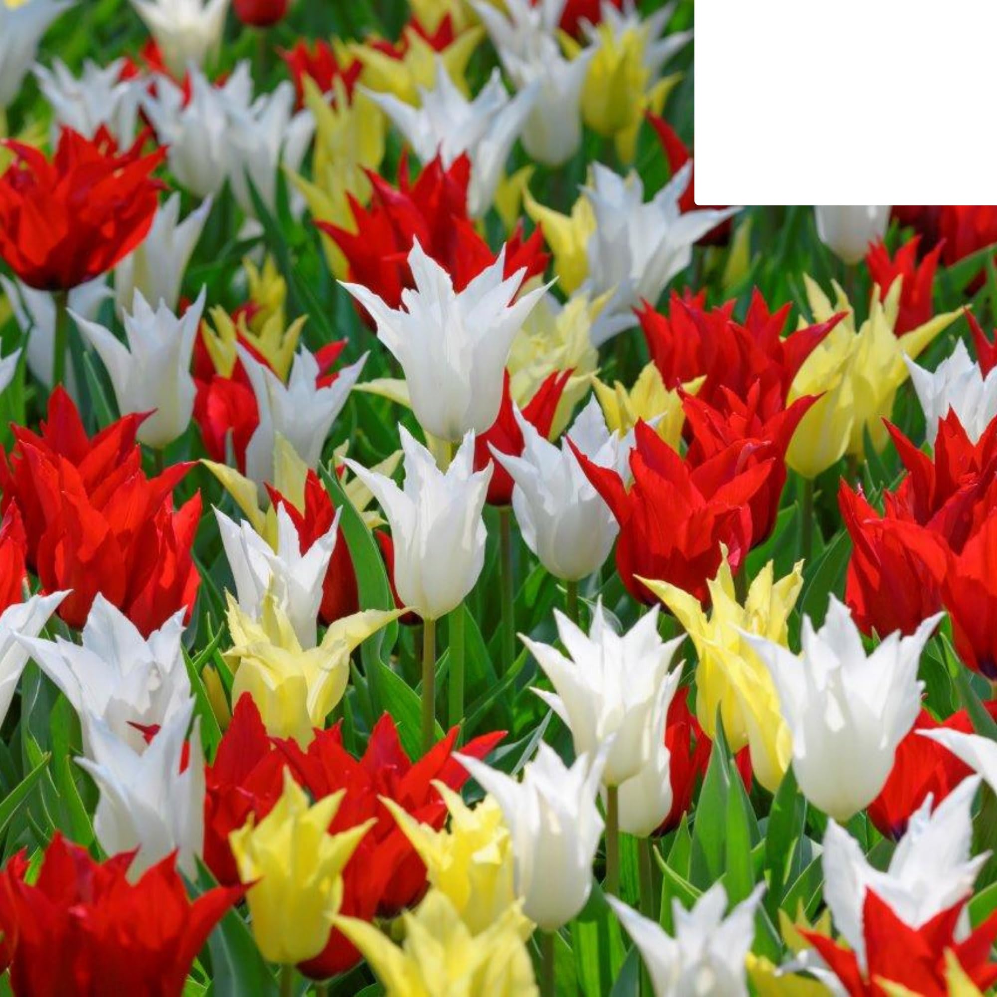 Bulbos de Tulipán 'Tres Chic Mix' | 20 Piezas | Tulipanes Rojos Amarillos y Blancos - 30-50cm - Ø5cm - bulbo de flor - Planta de jardín