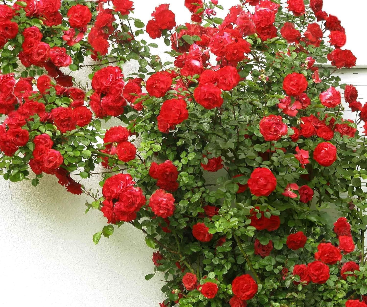 Live Red Climbing Rose Plant, Fragrant Flowers, Creeping, Rambling, Ornamental Vining Plant with Plastic Pot (ROSE FLOWER PLANT) (Climbing Red Rose Plant)