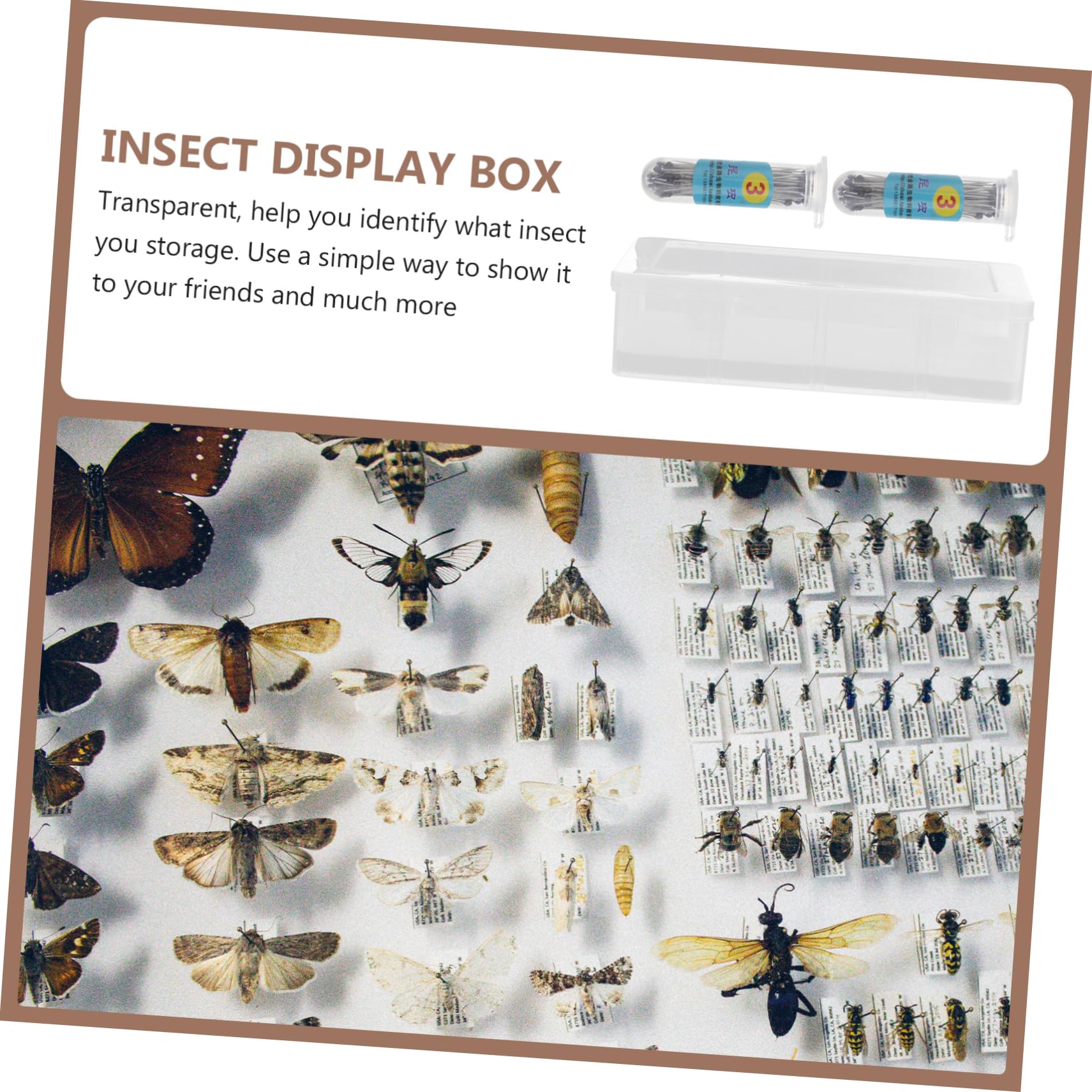 Veemoon 1ensemble Boîte à Spécimens Transparent Kit Affichage Pour Plantes Et Insectes Avec Couvercle Pour Entomologie Collection De Plantes