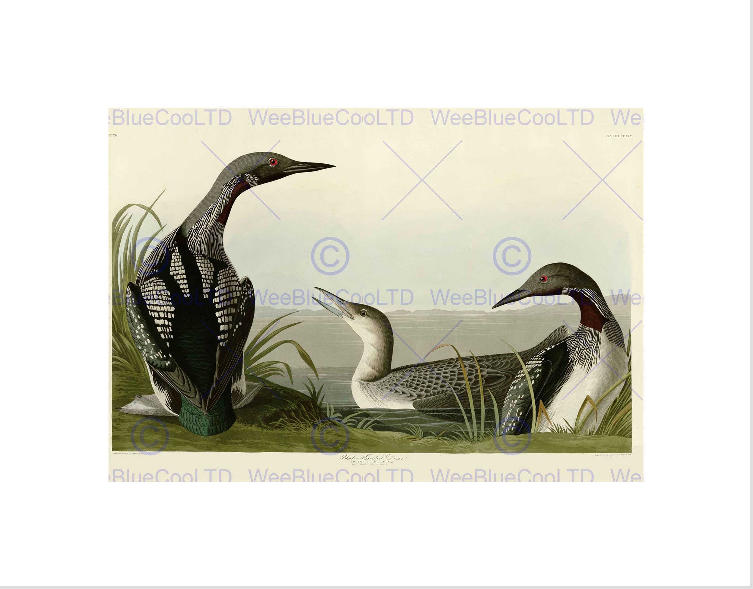 Wee Blue Coo BIRDS AMERICA AUDUBON BLACK THROAT DIVER BLACK FRAMED ART PRINT PICTURE B12X3815
