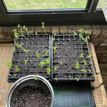 Heavy Duty Seed Starter Trays with 5'' Tall Humidity Domes & 2.75'' Deep Cells 3-Pack (162 Cells Total) Reusable Plant Germination Kit, Durable Plastic Seedling Trays for Herbs, Vegetables