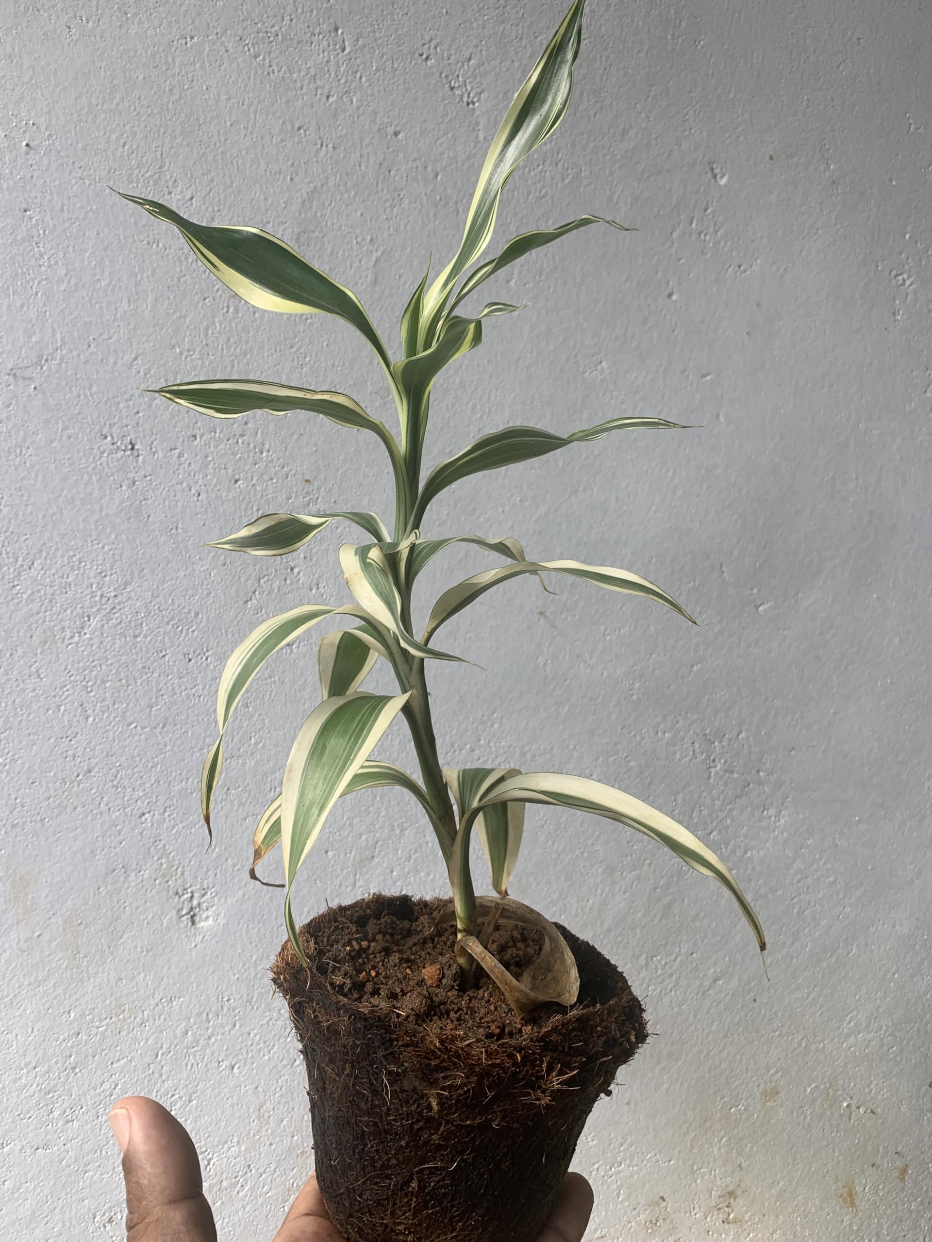 Nursery Live Lucky Bamboo Feng Shui Plant (with Coir Pot) 1Healthy Plant white variegated (B0CKFDNKVW) Amazon Price History, Amazon Price Tracker