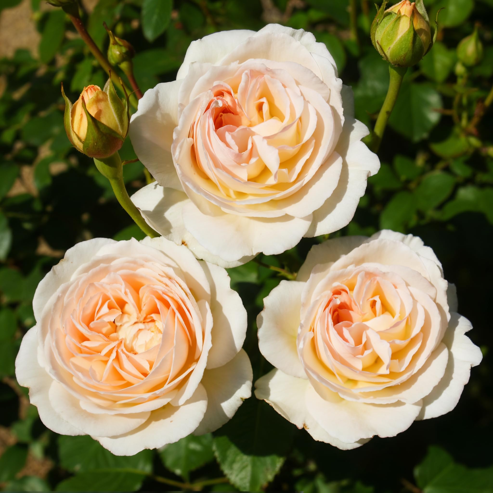 Rose Crème - 1 Plantes - Fleurs à Planter Exterieur - Vivaces & Résistantes - Plantes de Hollande es (pas de graines, pas artificiel)