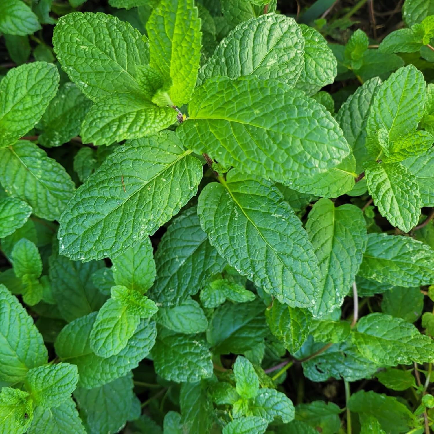 Generic Spearmint Plants. Live, Fragrant, Fresh, Edible. Easy Grow. Indoor/Outdoor. (4 Mint Bags)