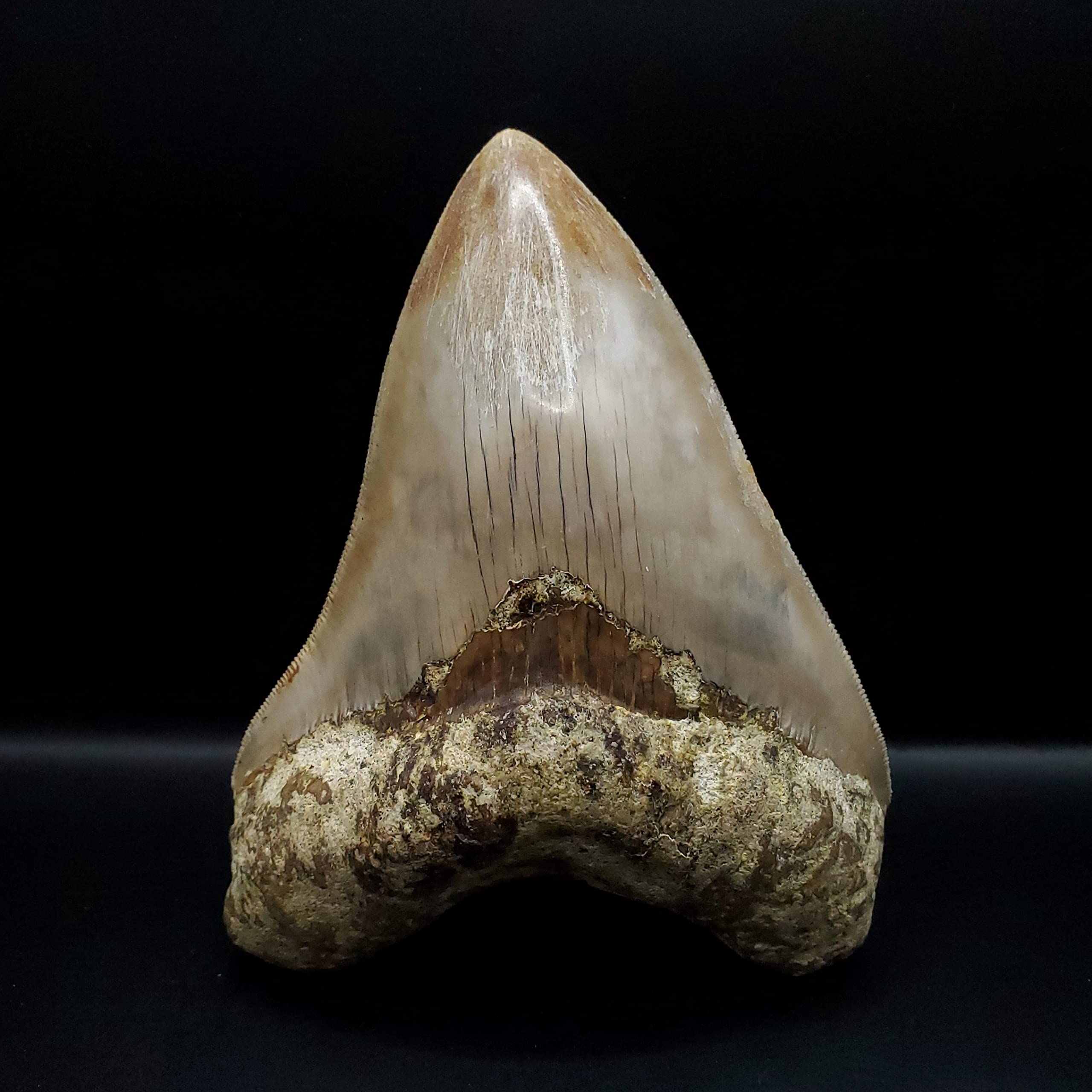 極上 メガロドン 歯 化石 本物 USA 極上 メガロドン 歯 化石 本物 USA