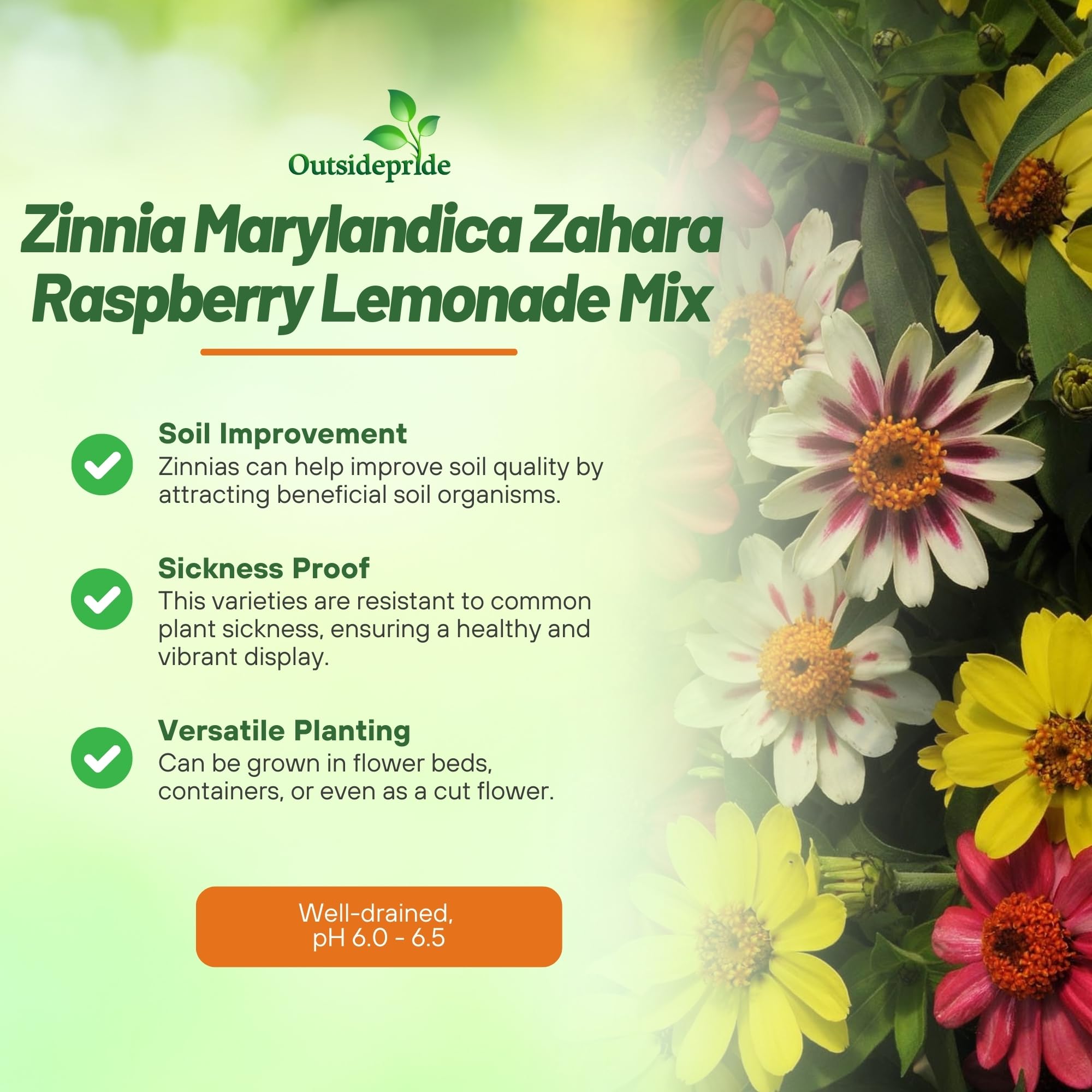 Amazon.com : Outsidepride Zahara Raspberry Lemonade Mix Zinnia