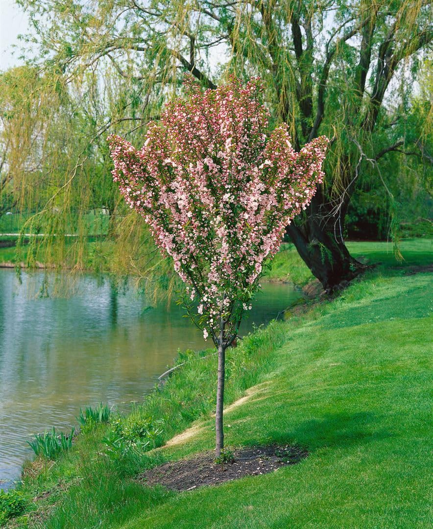 Zierapfel Malus Adirondack 150-200 cm Solitärbaum winterhart