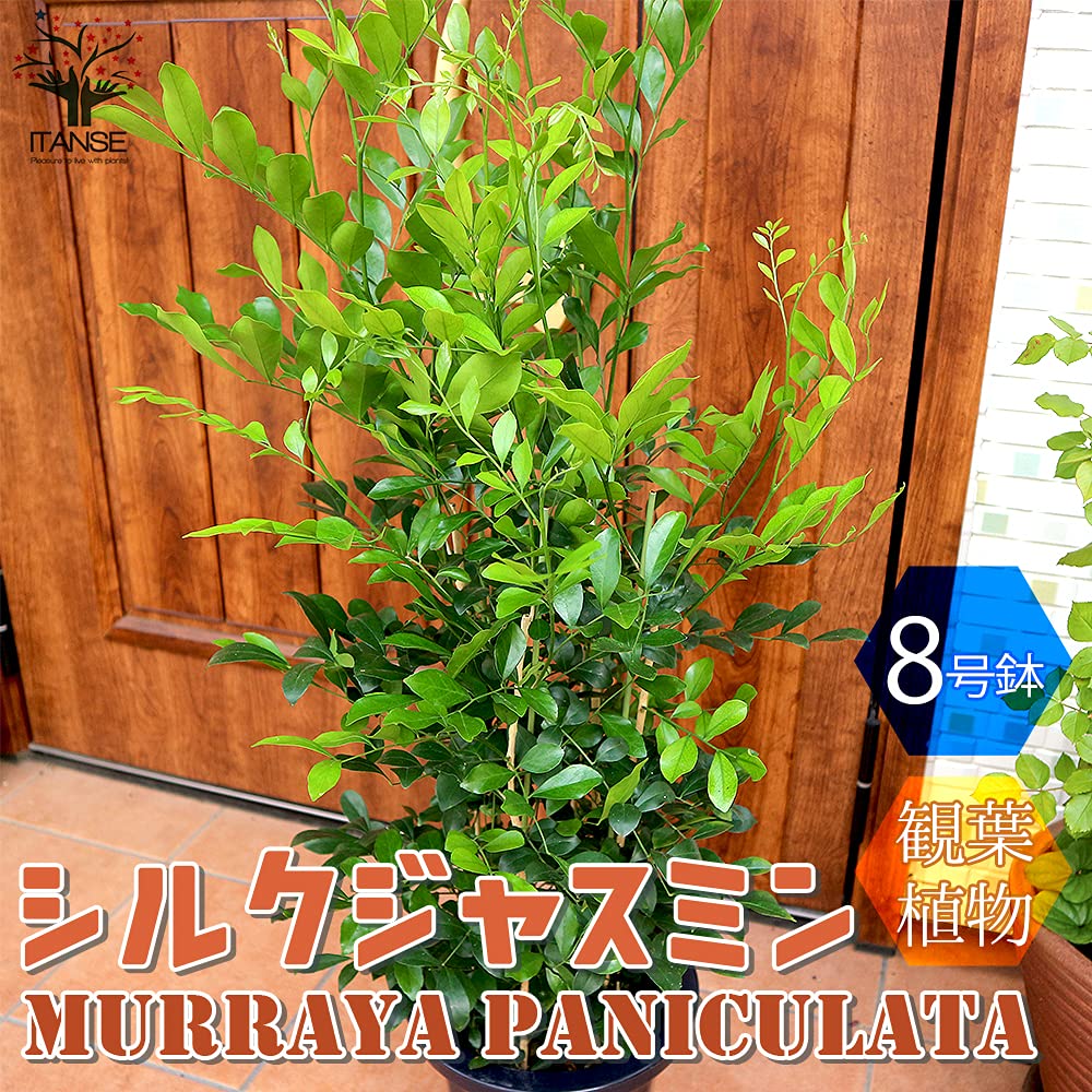 シルクジャスミン　リビングサイズ　８号　高さ115ｃｍ silkjasmine-174_1.jpg?1608734954