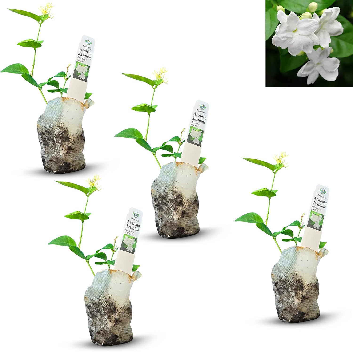 Arabian Jasmine (Jasminum Sambac) Live Plant – Fragrant, Indoor/Outdoor
