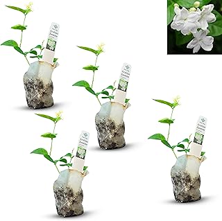 Arabian Jasmine (Jasminum Sambac) - Live, Fragrant, Blooming, Indoor/Outdoor Decorative Plant (4 Arab jas sacs)