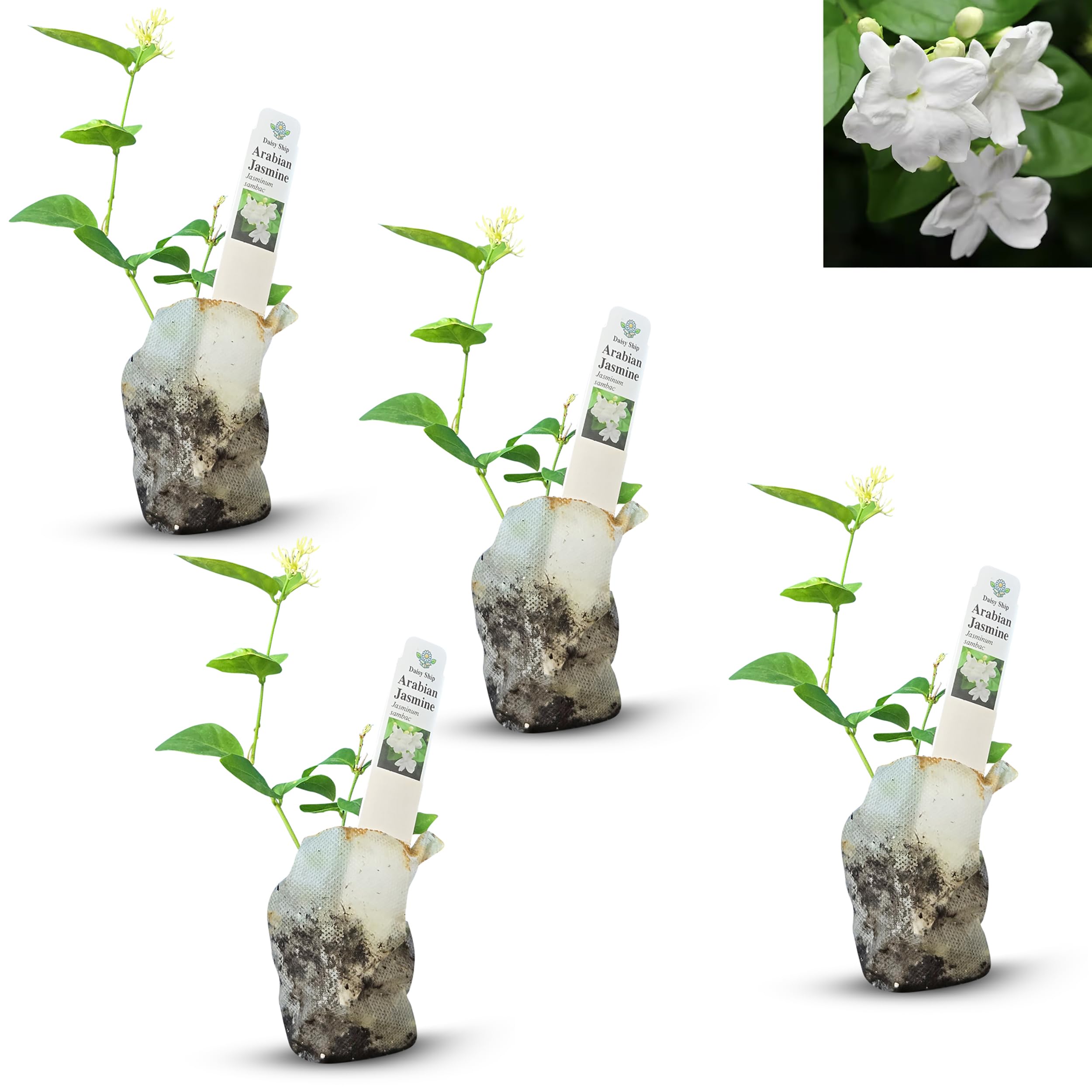 Amazon.com : Arabian Jasmine (Jasminum Sambac) - Live, Fragrant