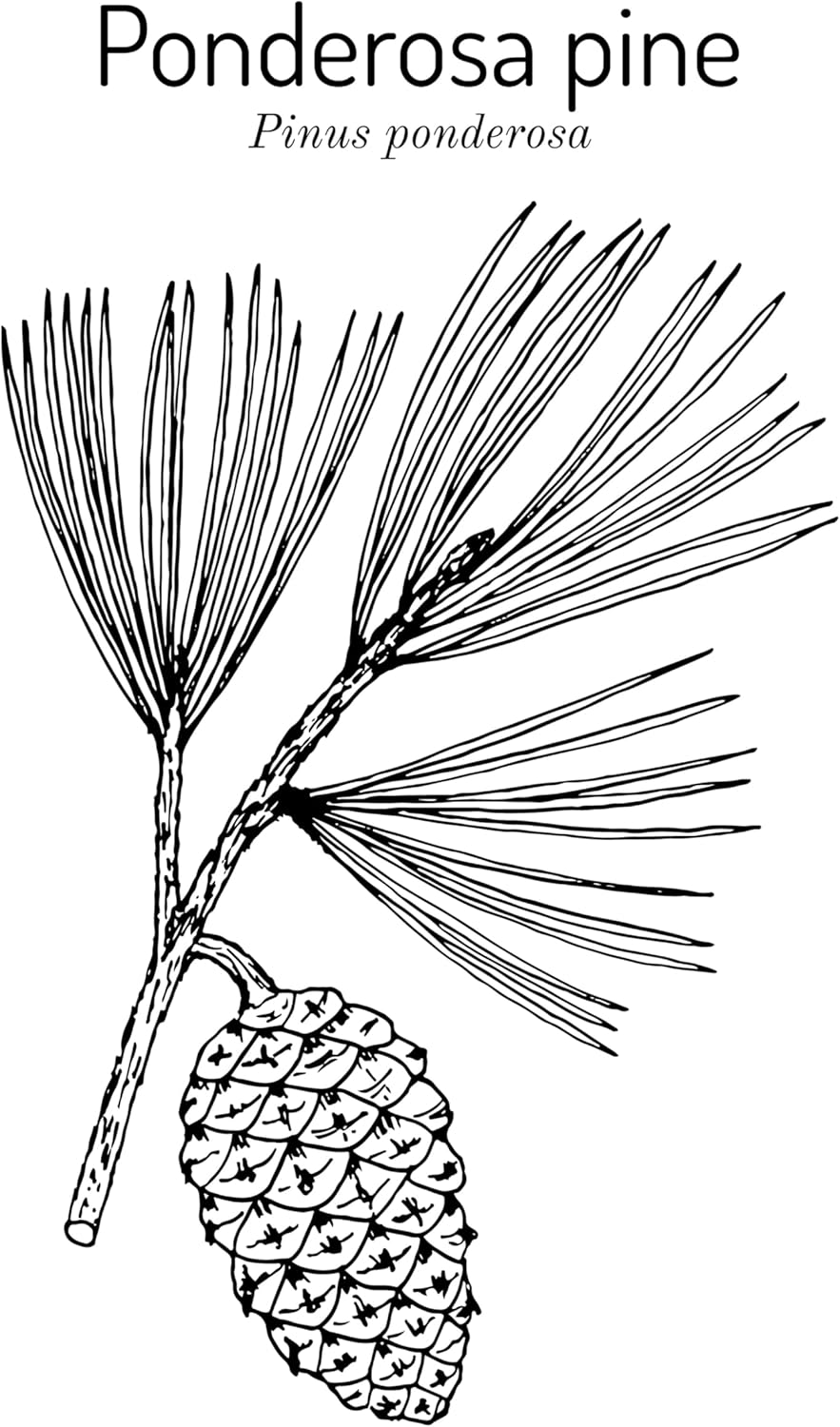 5 Ponderosa Pine Tree Seedlings- Native, Fast Growing, Animal Habitat (Approx. 1-2 feet in Height)